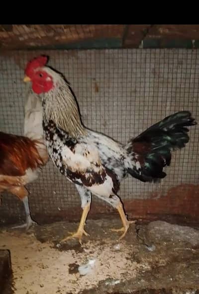 desi and aseel cross roosters and 2 egg laying hens for sale