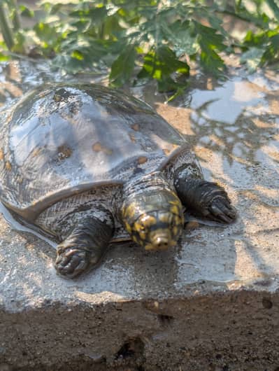 Healthy and Active Pet Turtle for Sale