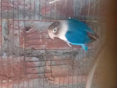 Lovebird Pair Rs:2000