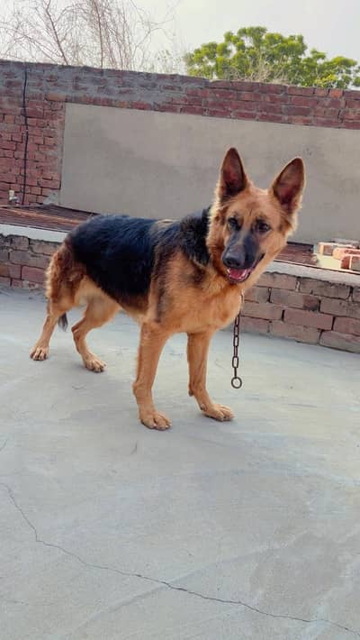 Female German Shepherd