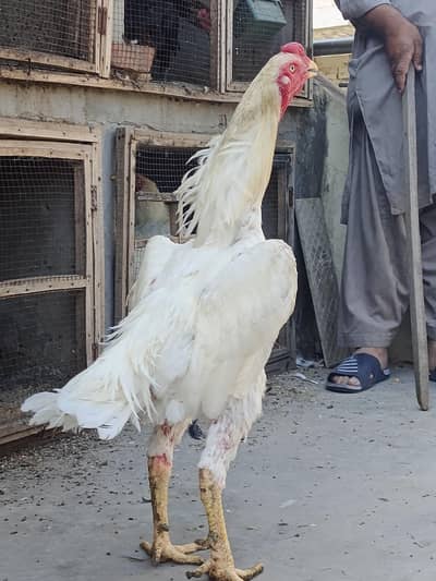 White Shamo amd Coco shamo male