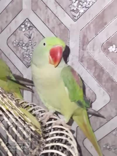 Raw parrot female for sale