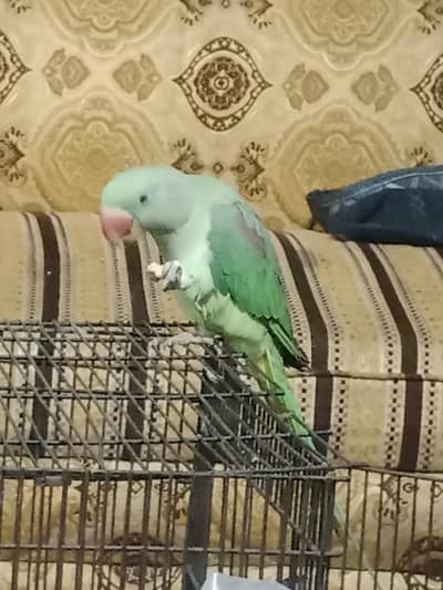 male tame with self and  healthy bird for sale