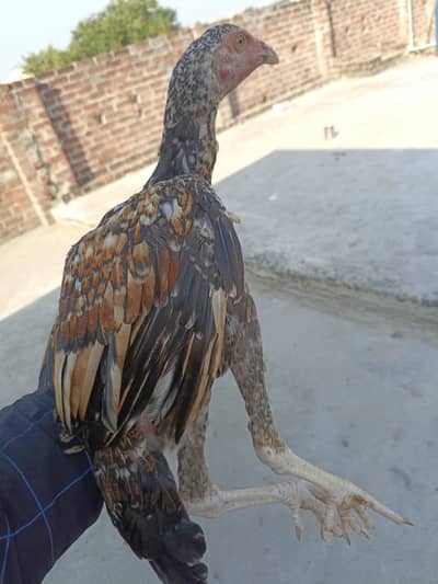 2 Aseel for sale