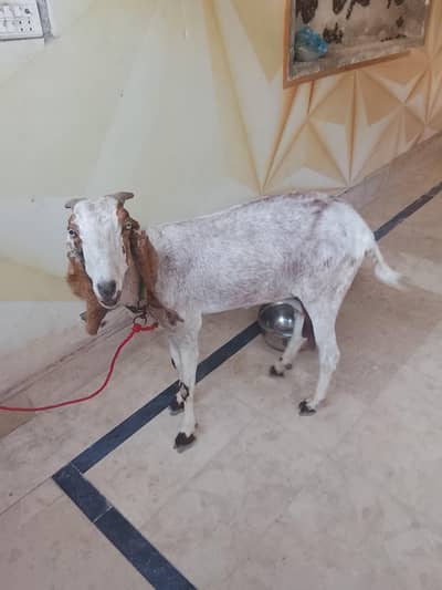 gaban bakri hai achi nasal ki demend 55000 or final 50000