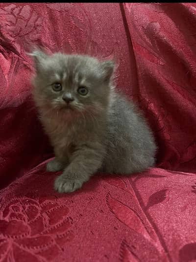 kitten Male & Female