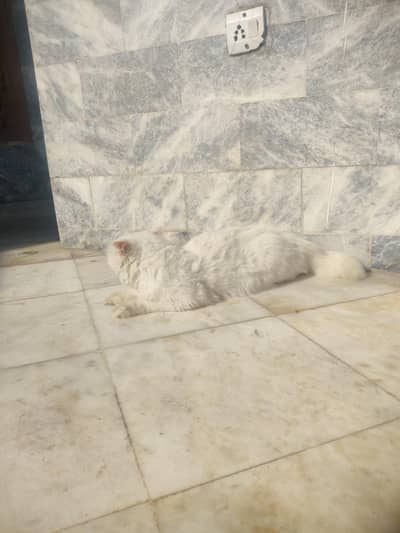 odd eyes white cat very friendly