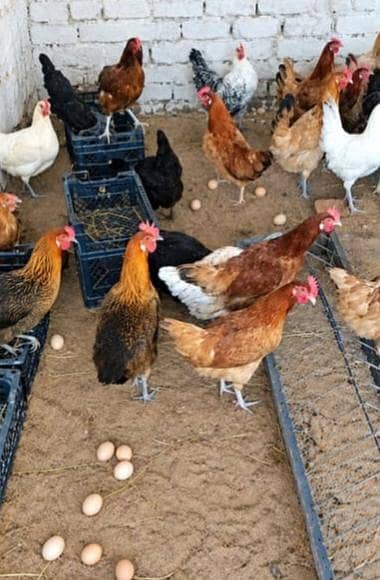 Golden Misri Hens Eggs