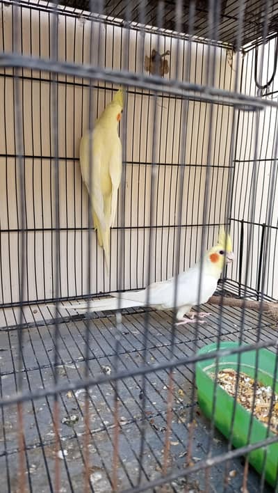 Cocktail pair for sale