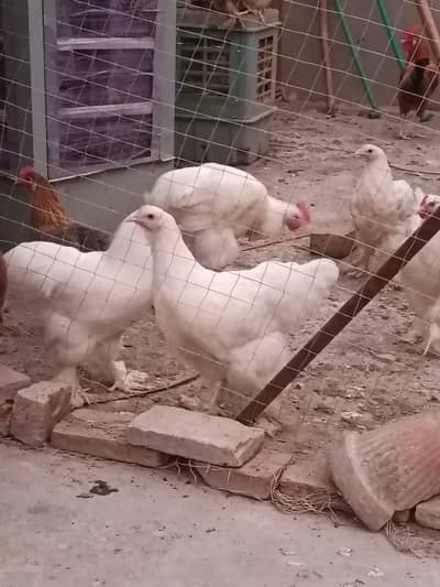white and Golden heavy Cochin fancy hen