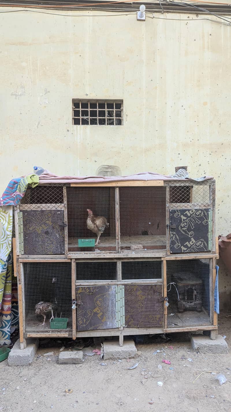 4 portion Wala cage hens keleye 1