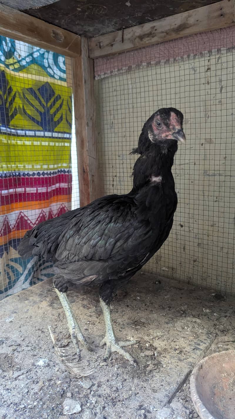 4 portion Wala cage hens keleye 2
