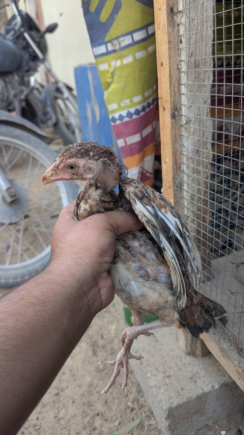4 portion Wala cage hens keleye 3