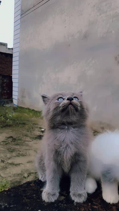 cats for sail