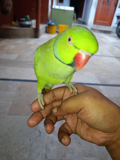 Ring neck fully tamed 0 bite