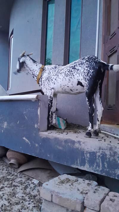 desi bakri /bakri /crossed breed goat/goat
