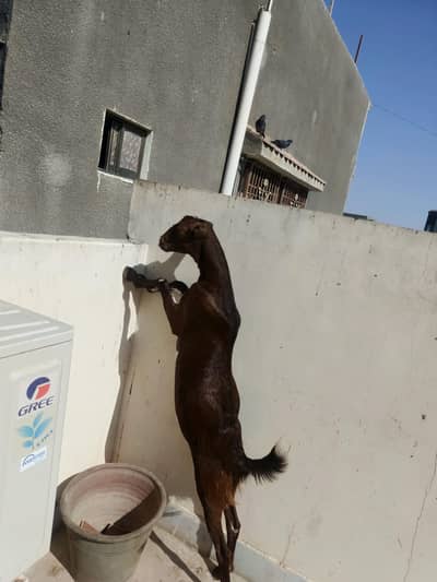 Beautiful Healthy Teddy Bakri for Sale