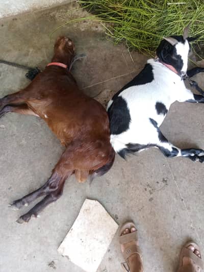 2 dant Bakra or bakri 4dant