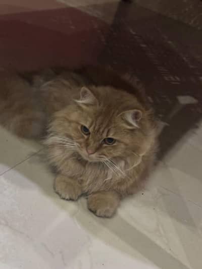 cat for sale