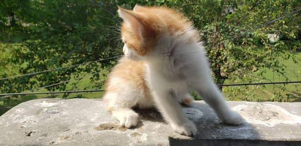 Gold and White Playful Pair Perisan Mix Breed Very cute