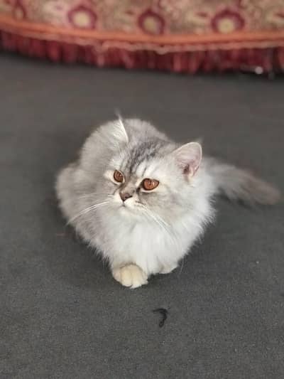 Stunning Silver Persian Cat for Sale