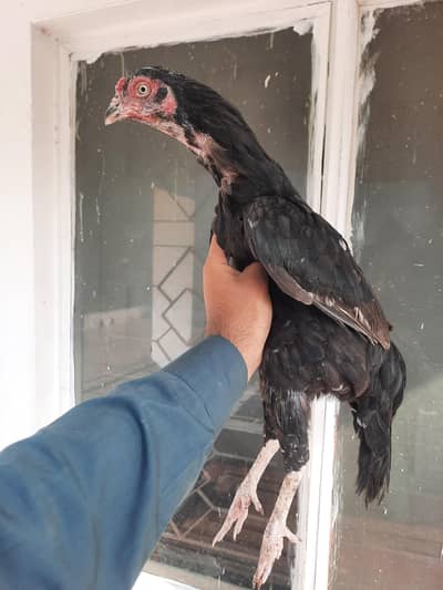 Aseel Hen