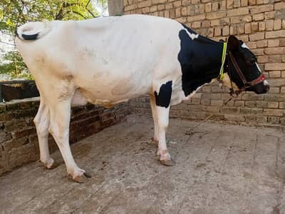 Farizan cow / cow / 10 litre milk / doodh wali cow / cows