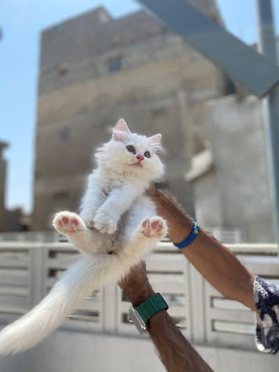 Persian kitten