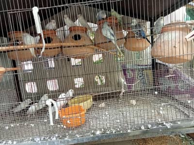 Bajree Parrots