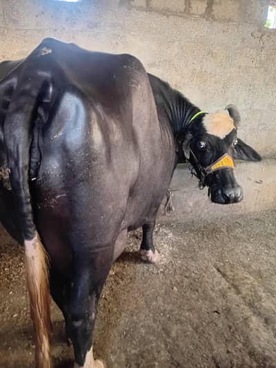 Nili Ravi buffalo with katta / Nili Ravi buffalo / buffalo