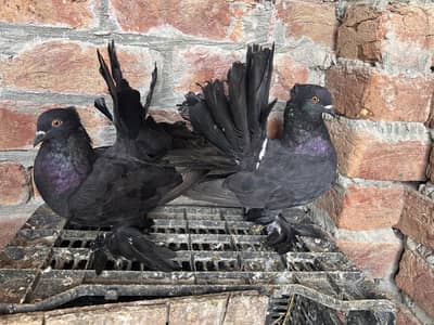 BLACK FANTAIL (03126972652) whatsapp only