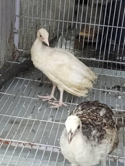 peacock Chicks