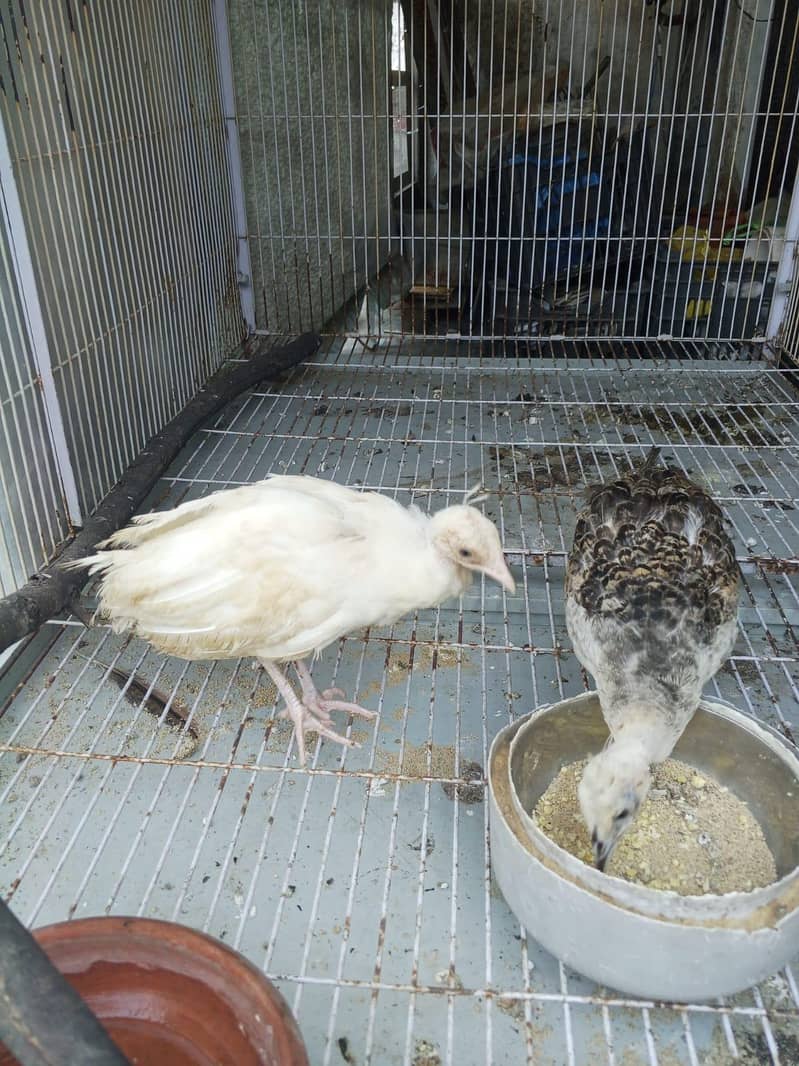 peacock Chicks 1