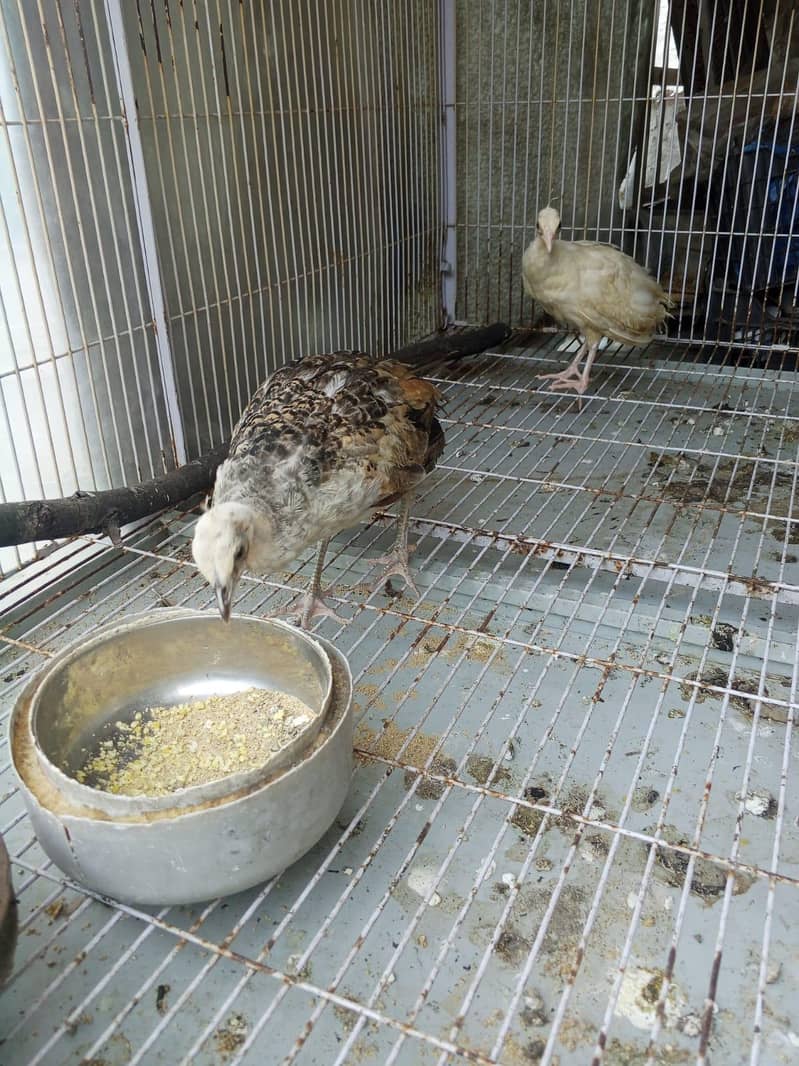 peacock Chicks 2