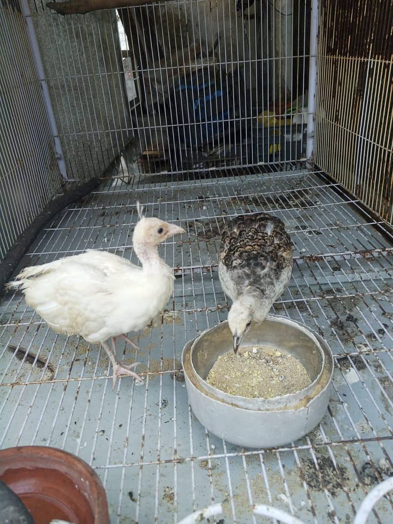 peacock Chicks 3