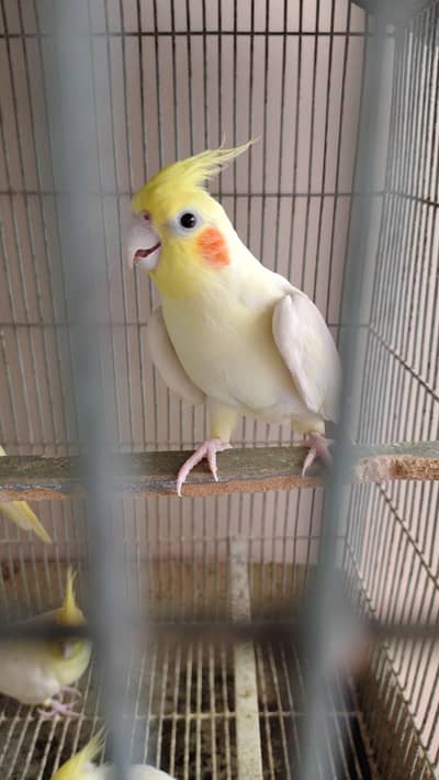 breeding pair cocktail parrot sell