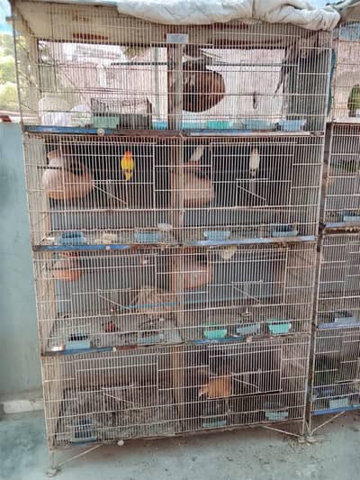 Lucky star cage