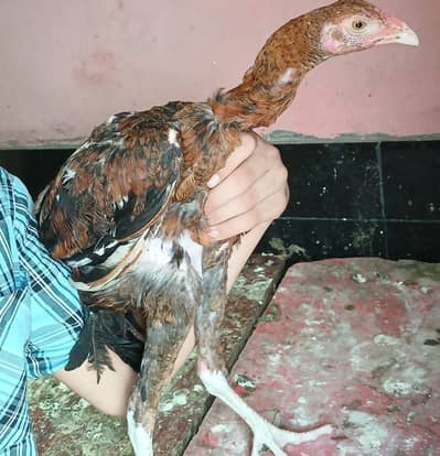 Jawa aseel