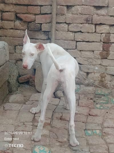 whtsp 03127964114 dog female gulter pink nose