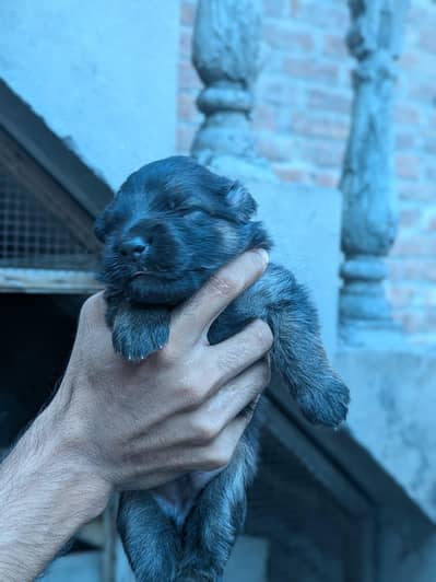 garman shafad puppys