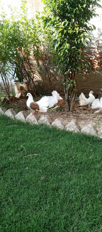 Beautiful Fantail Breeder Pair for sale