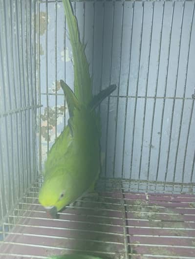 ringneck parrot for sale