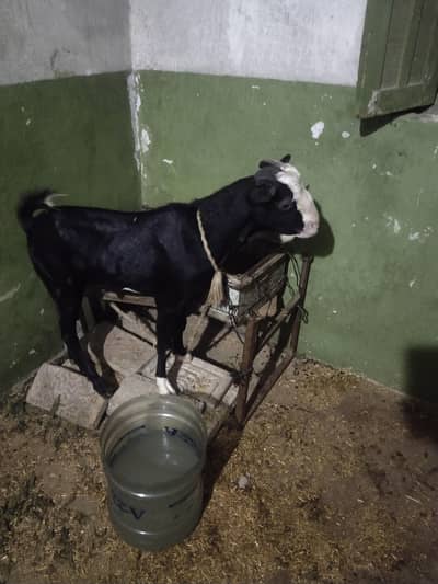 tetty Bakra khare kano me