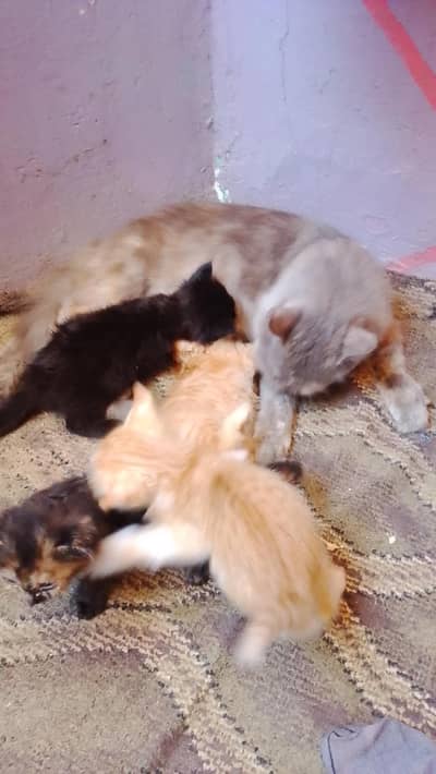persion kitten avaliable
