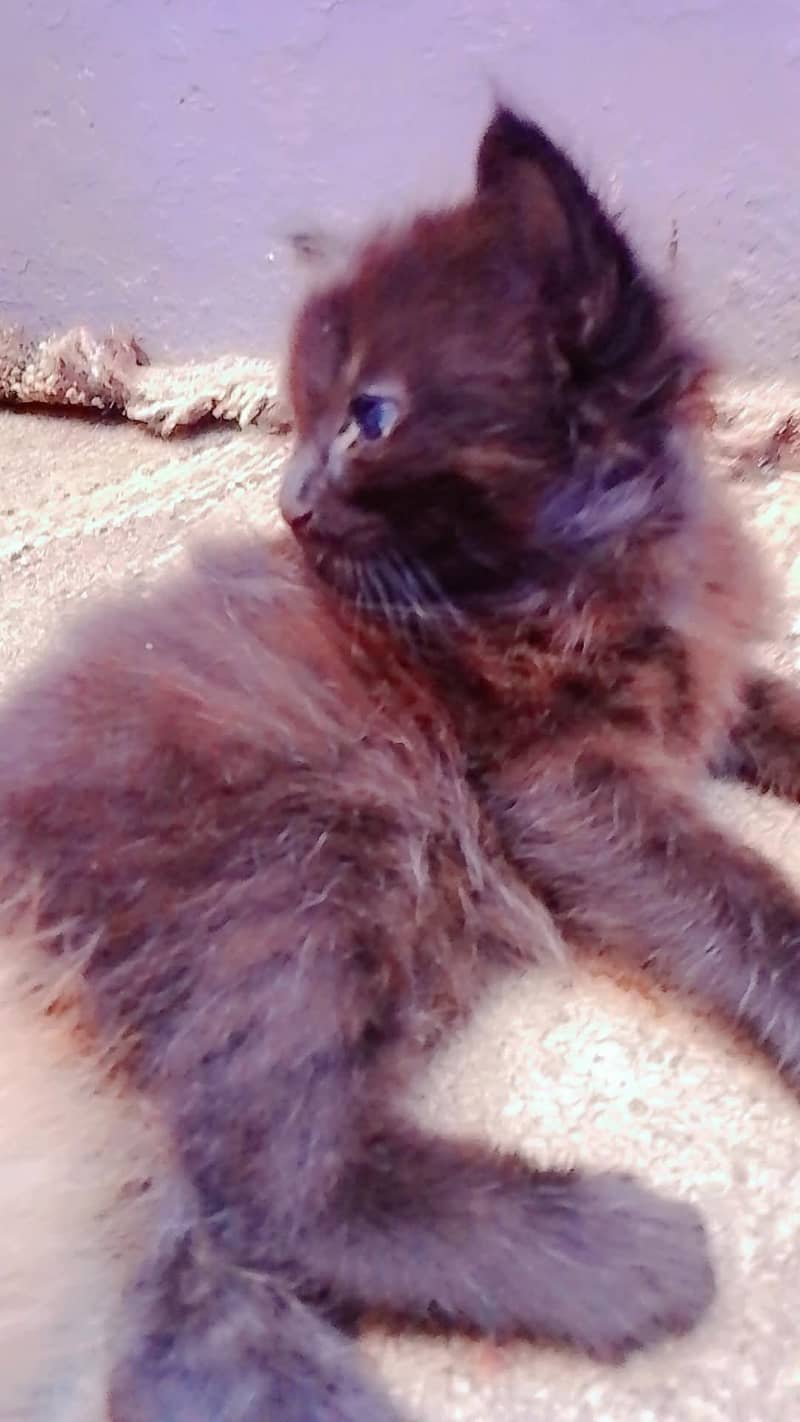 persion kitten avaliable 1
