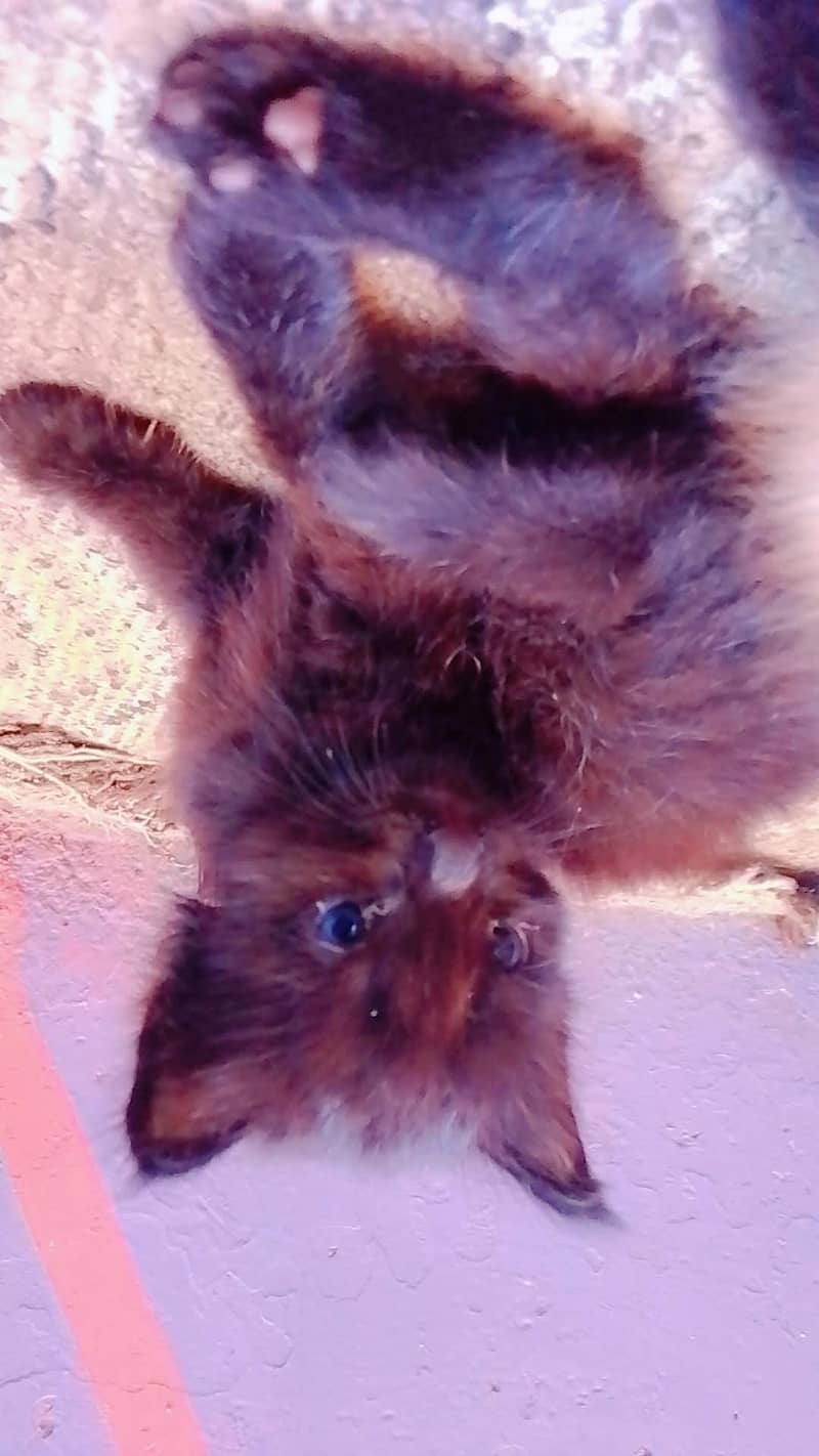 persion kitten avaliable 2