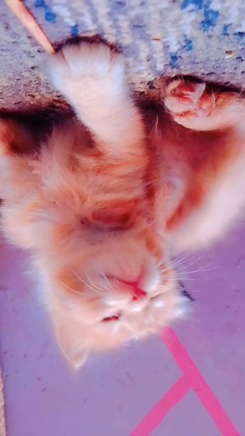 persion kitten avaliable 3