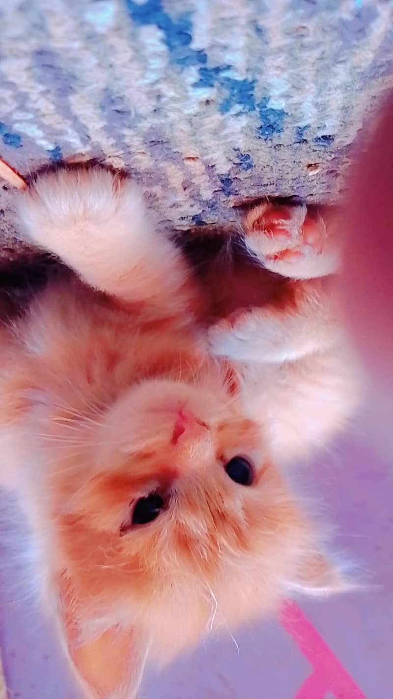 persion kitten avaliable 4