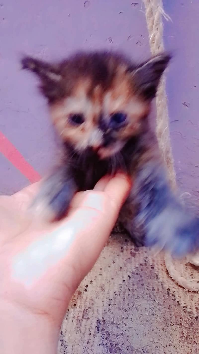 persion kitten avaliable 5