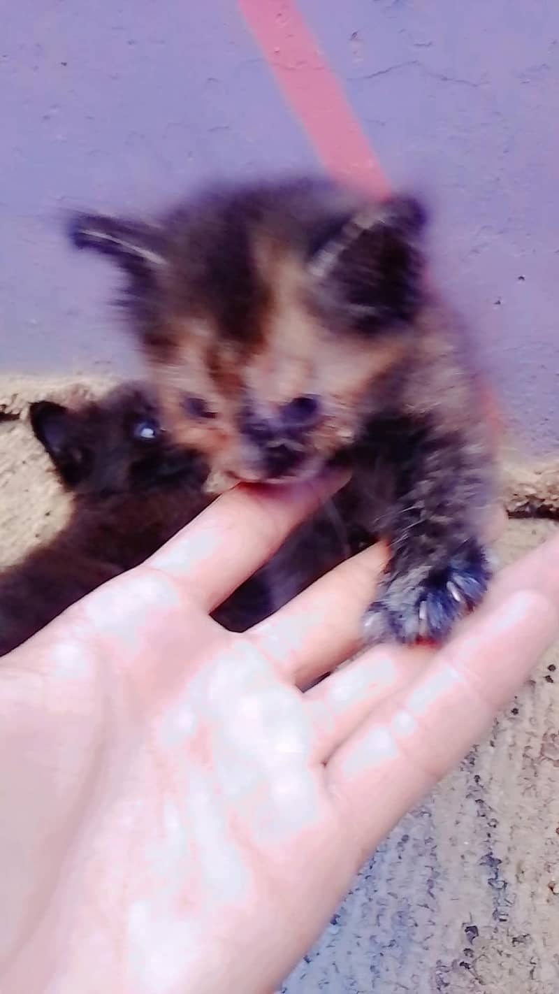 persion kitten avaliable 6